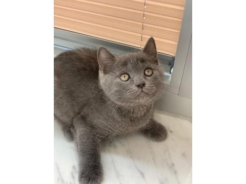 British shorthair erkek yavru 2 buçuk aylık