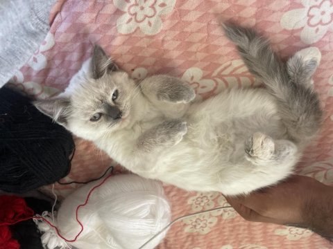 2 aylık aşısı var blue point british shorthair