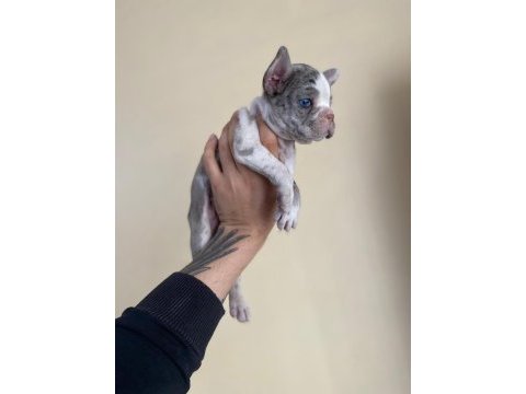 A+ kalite french bulldog yavrularımız