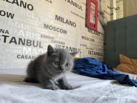 Karakteri ve ırkı kusursuz british shorthair yavruları
