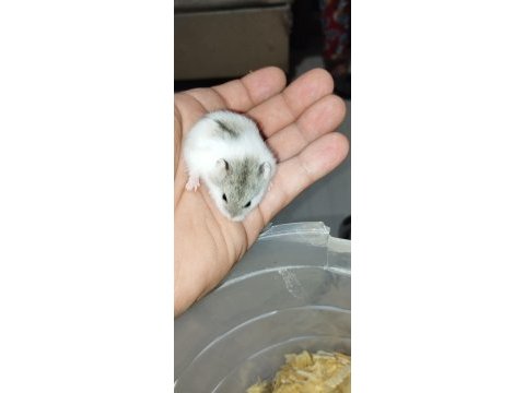 Özel renk dwarf hamster