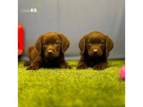Renk renk labrador yavrularımız