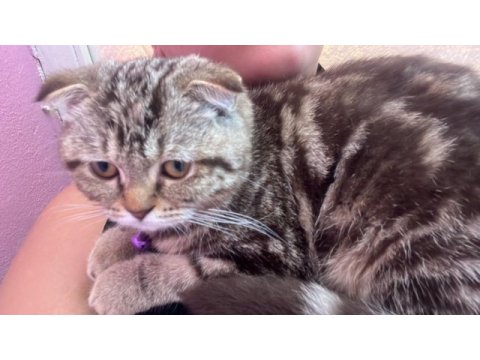 Henüz 70 günlük scottish fold tuvalet eğitimi var