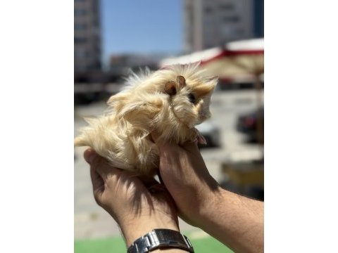 Malzeme karşılığı ginepig 3 aylık kacırılmayacak renk