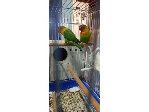 2 cennet papağanı açıklamaya bakmanız faydalı olur