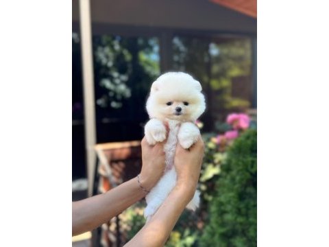Yavru pomeranian boolarımız