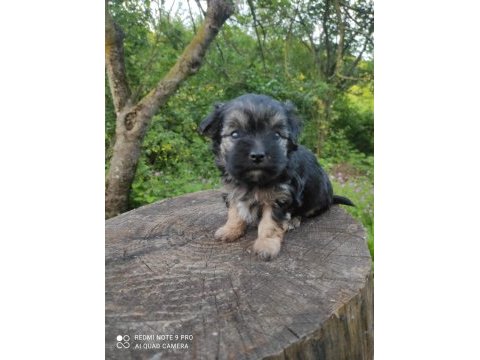 Morkie yavrular