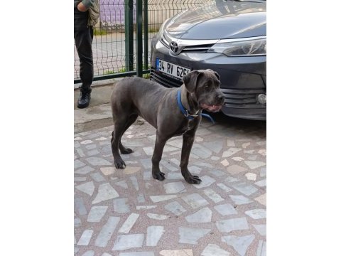 Safkan aa++ cane corso istanbul