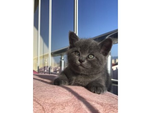 50 günlük british shorthair