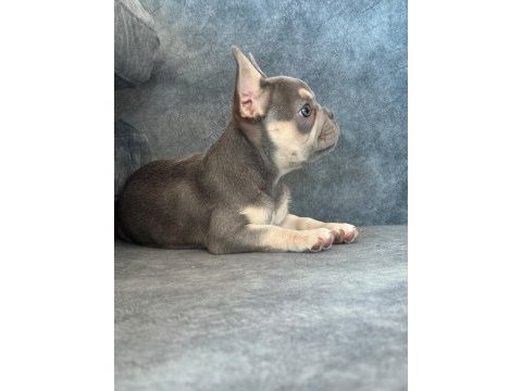 Kaliteli lilac tan french bulldog bebek