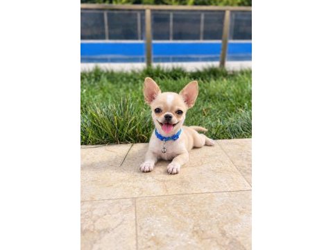Oyuncak gibi wc eğitimli chihuahua
