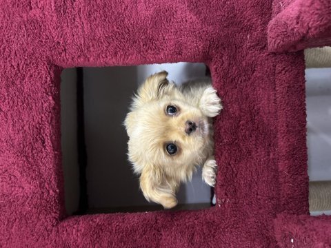 2 aylık dişi longhair chihuahua