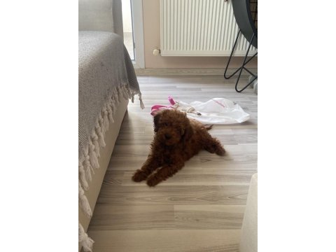 Mükemmel kalitede red brown poodle yavru