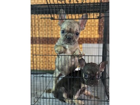 Çift dna mükemmel anatomi french bulldog