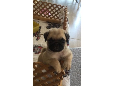 Yavru dişi pug