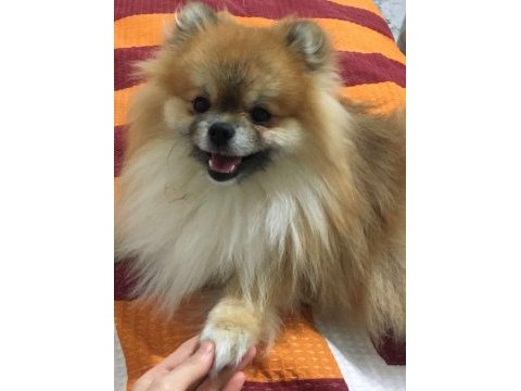 13 aylık pomeranian