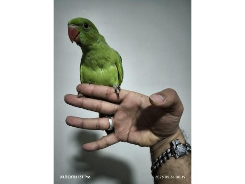 Bebek pakistan papağanı yavrusu