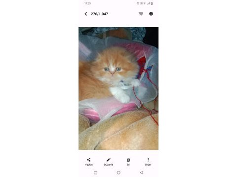 Yavru exotic shorthair (açıklamayı oku)