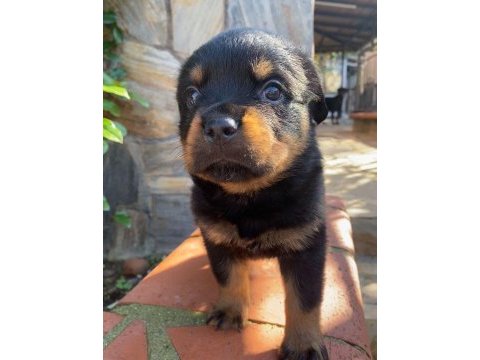 Dünya tatlısı rottweiler dişi yavru