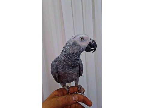 Full evcil oyun hamuru gibi jako