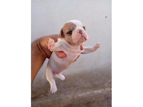 French bulldog köpekler
