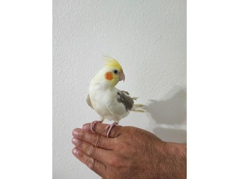 2 aylık yavru sultan papağanı yeme düşme
