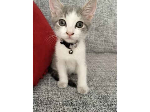 Ücretsiz british shorthair yavru sahiplendirme