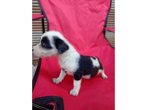 Maltese terrier yavrular