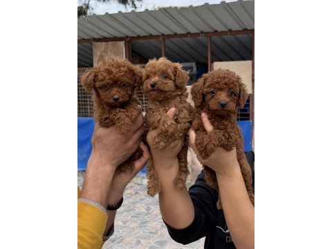Toy poodle yavrularımız