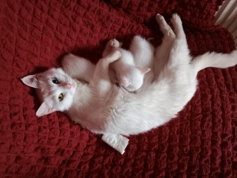 Sevimli yepyeni minik kediler