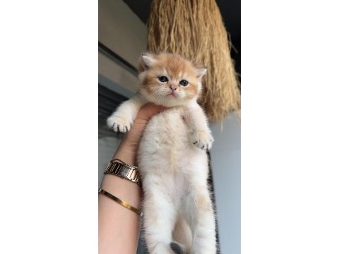 Yavrular british shorthair