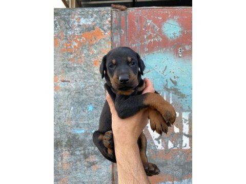 Yavru doberman yavrularımız