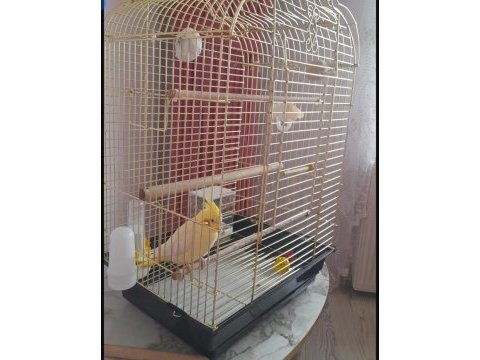 1.5 yaşında dişi lutino sultan papağanı