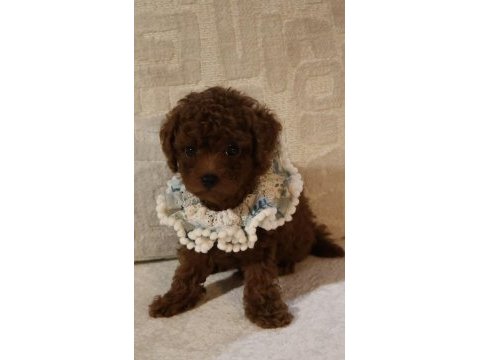 Kore poodle bebeklerim teslime hazır