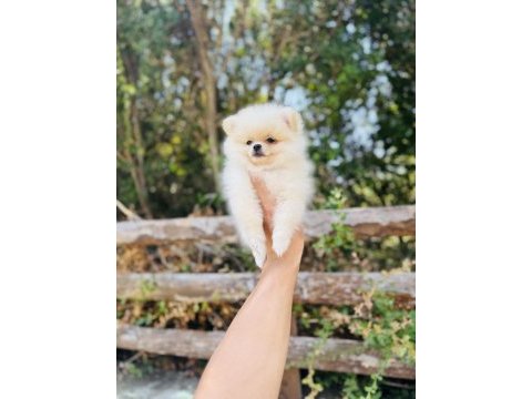 Teddy pomeranian boo yavrular hazır