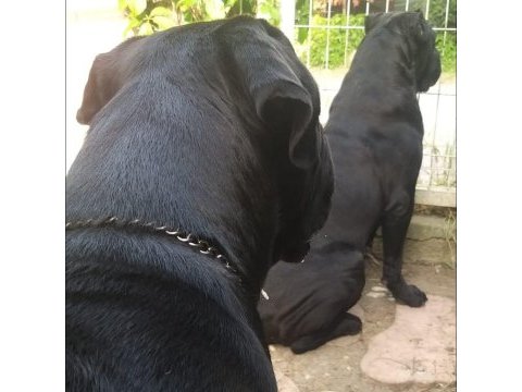 A şecereli cane corso yavrularımız