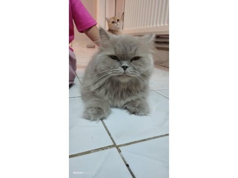 British longhair kedisi