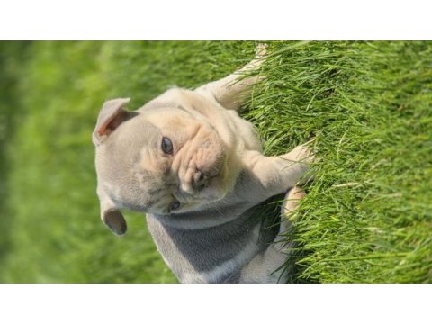 Renkli gözlü ev ortamında bakılan french bulldog yavrularım