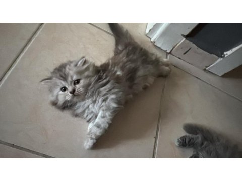 2.5 aylık british longhair yavrularımız