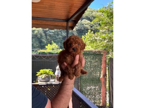 A kalite poodle yavrular