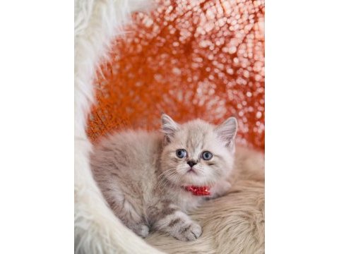 British shorthair dişi erkek sevimli yavrular