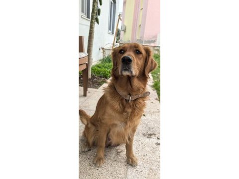 Anne baba küt burun erkek dişi golden yavrular mevcut