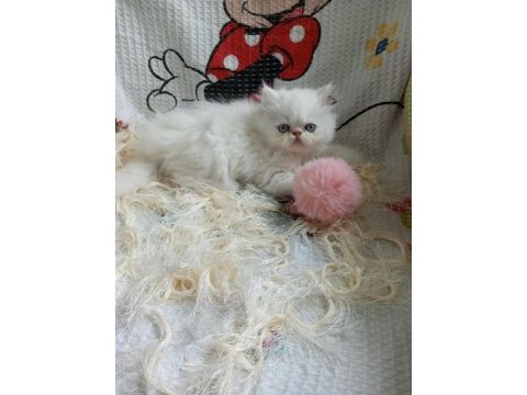 Dişi iran kedisi