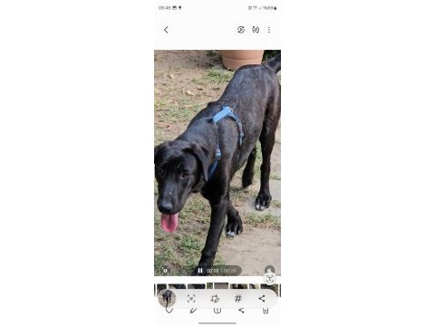 Köpeğimize çok çok acil yuva