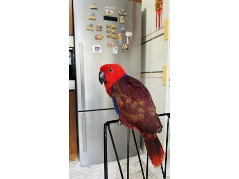 Eclectus papağanı