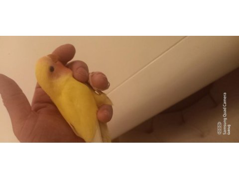40 50 günlük sağlıklı sevda papağanı yavrusu