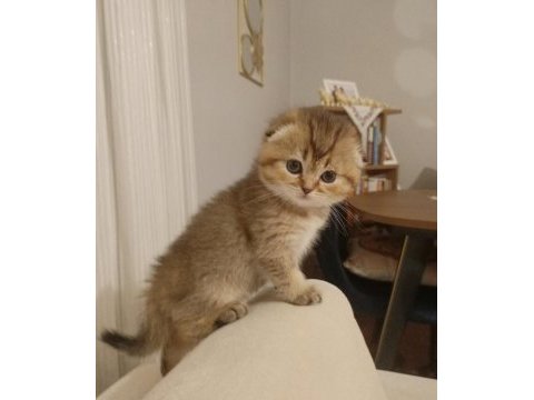 Black golden sıfır kulak dişi scottish fold yavrular