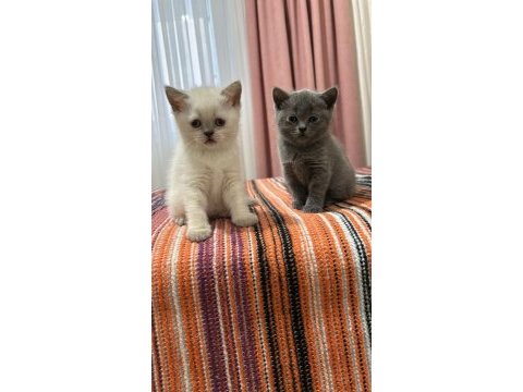 British shorthair yavru