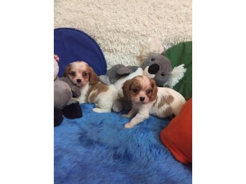 Cavalier king charles