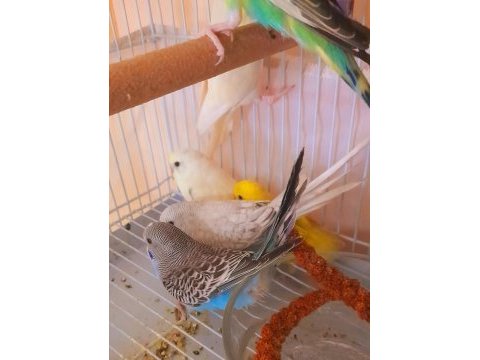 Yeni yeme düşmüş ev üretimi bebek muhabbetcikler
